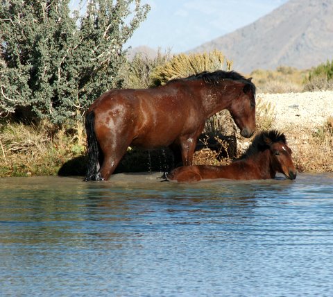 Wild Mustangs-bath time by Susie Hadland.